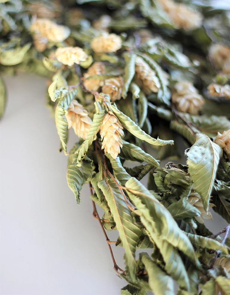 Dried Hops Natural - Ivory/ Cream Bunch, 150 grams, 65 cm - Image 3