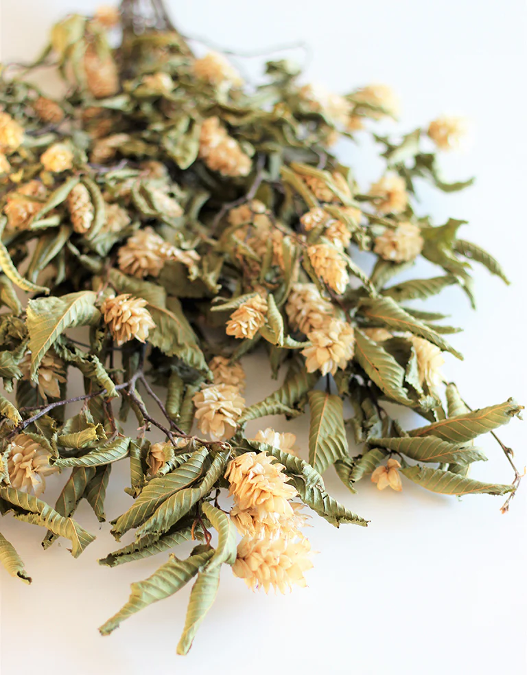 Dried Hops Natural - Ivory/ Cream Bunch, 150 grams, 65 cm - Image 4