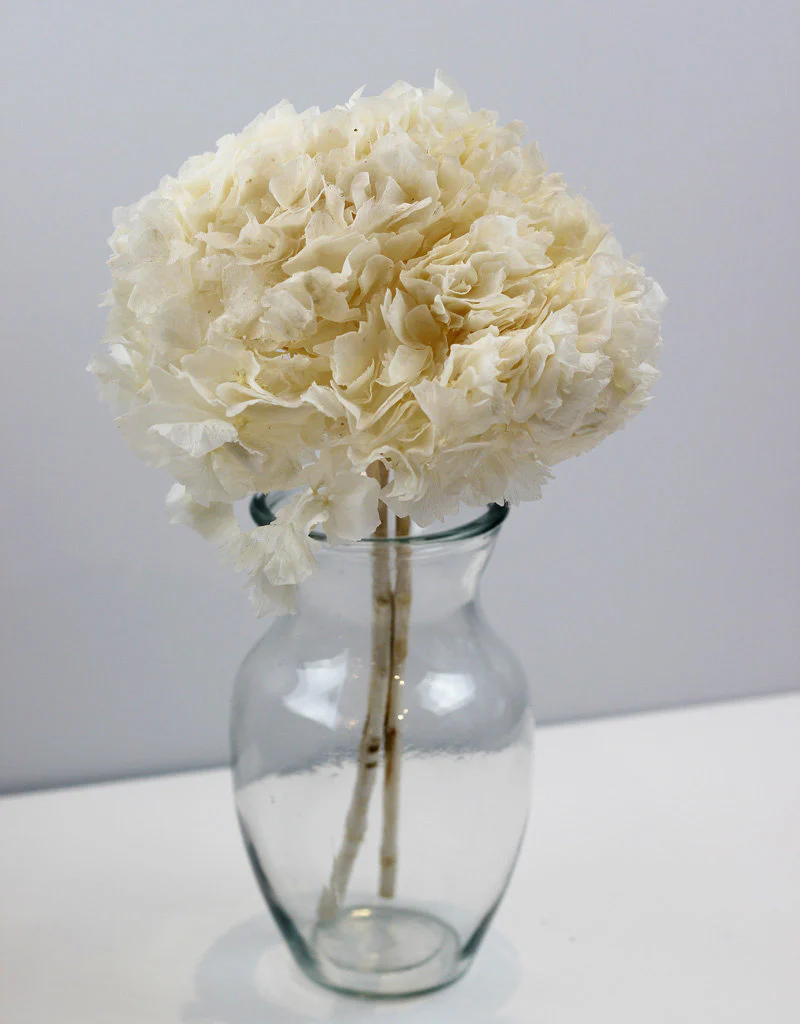 Preserved Hydrangeas Flowers- Bleached Bunch, 30 cm