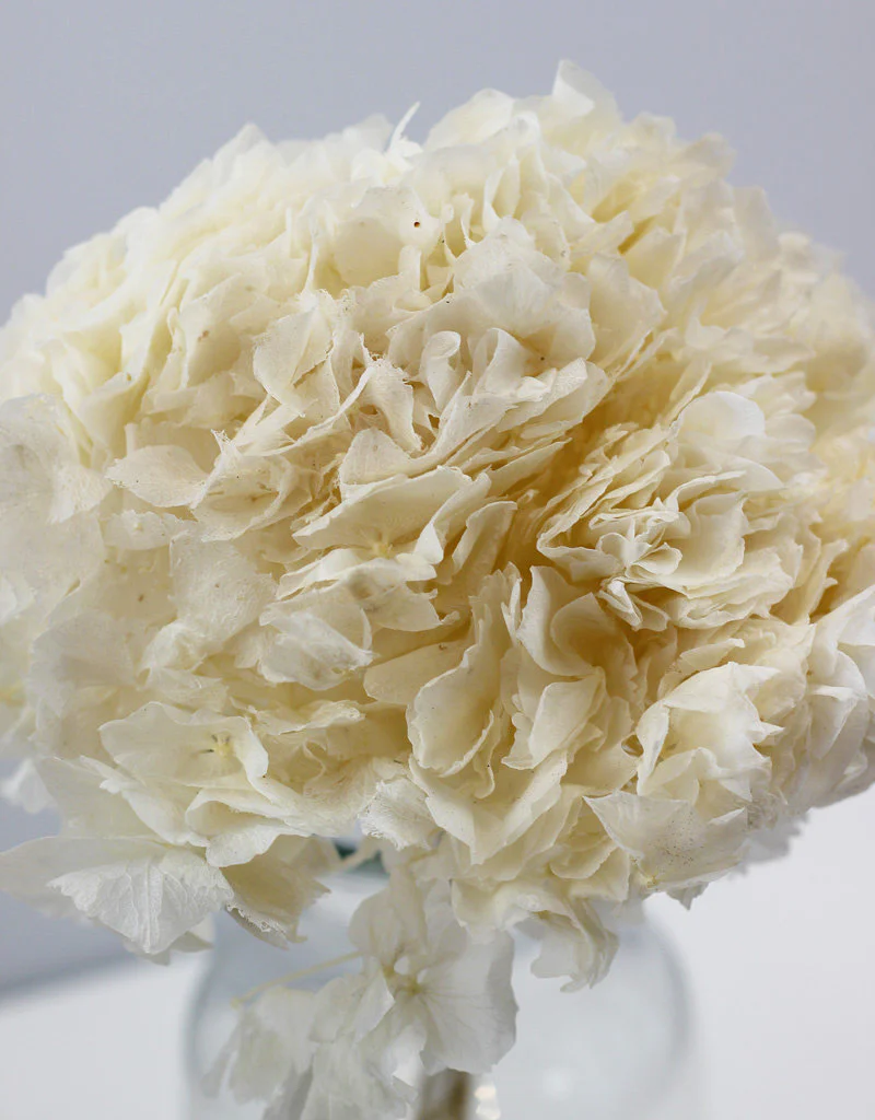 Preserved Hydrangeas Flowers- Bleached Bunch, 30 cm - Image 3
