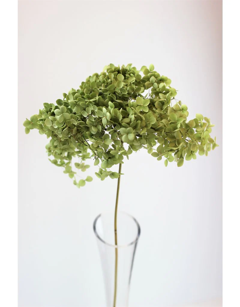 Dried Hydrangeas - Natural Green, 50 cm
