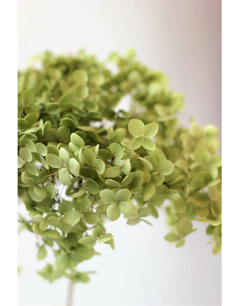 Dried Hydrangeas - Natural Green, 50 cm - Image 2