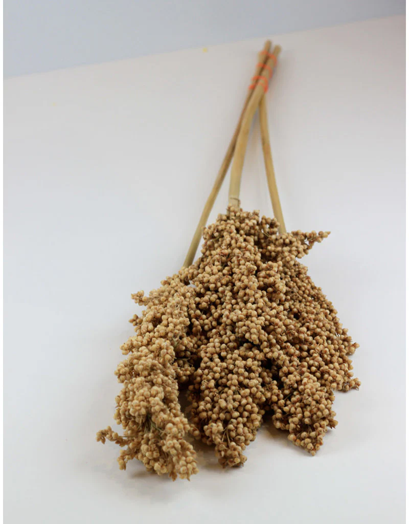 Dried Indian Corn - Natural Bunch Sleeved, 3 Stems