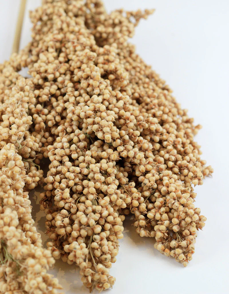 Dried Indian Corn - Natural Bunch Sleeved, 3 Stems - Image 3