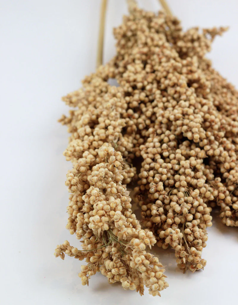 Dried Indian Corn - Natural Bunch Sleeved, 3 Stems - Image 4