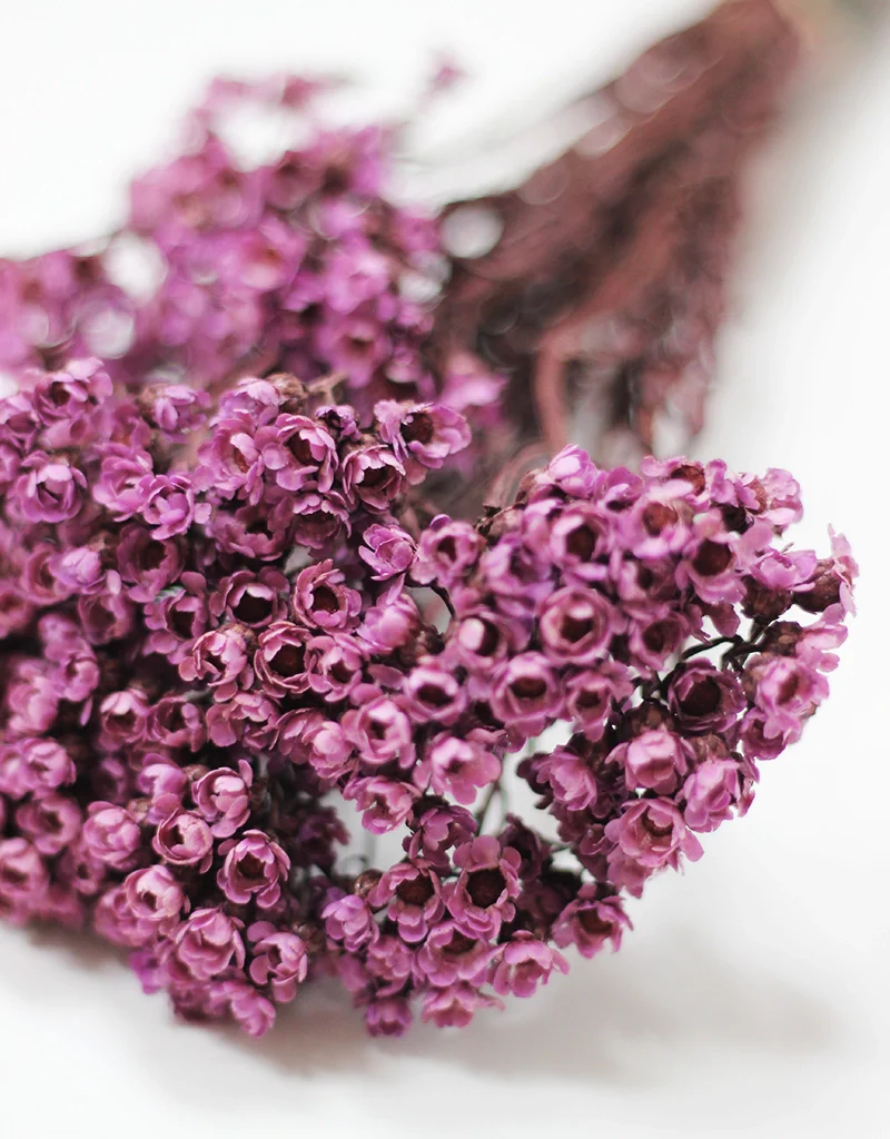 Dried Ixodia Bunch - Mauve, 35cm