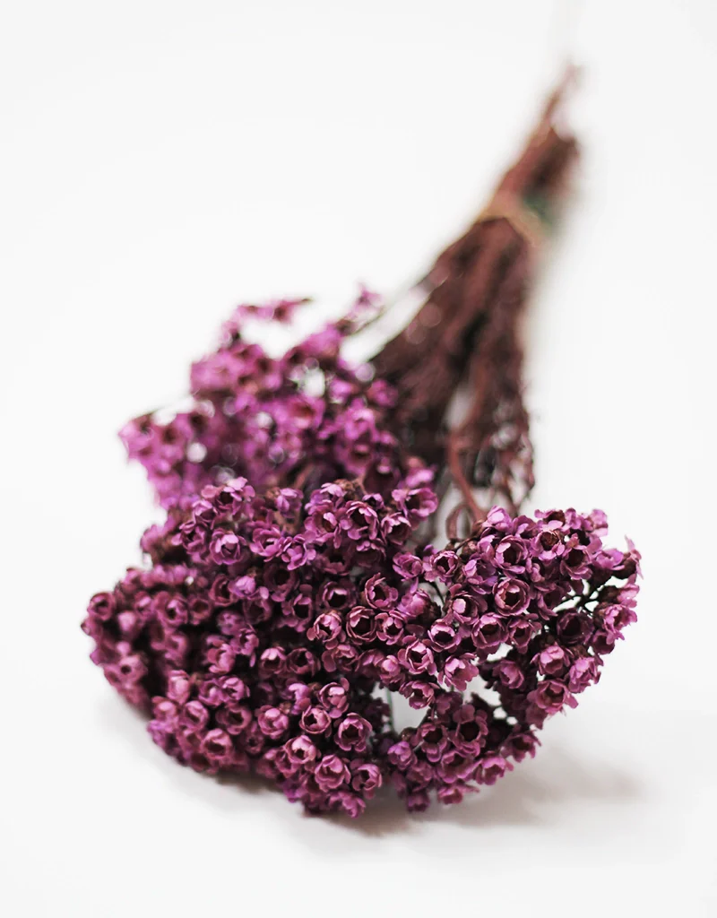 Dried Ixodia Bunch - Mauve, 35cm - Image 2