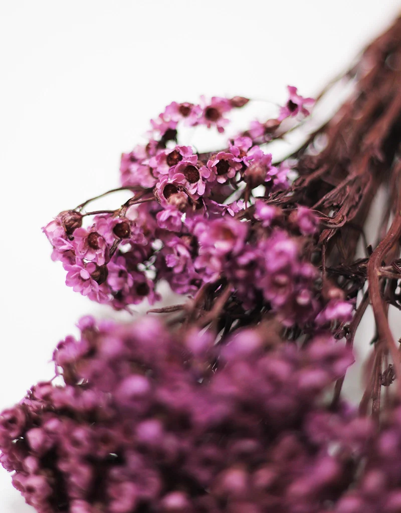 Dried Ixodia Bunch - Mauve, 35cm - Image 3