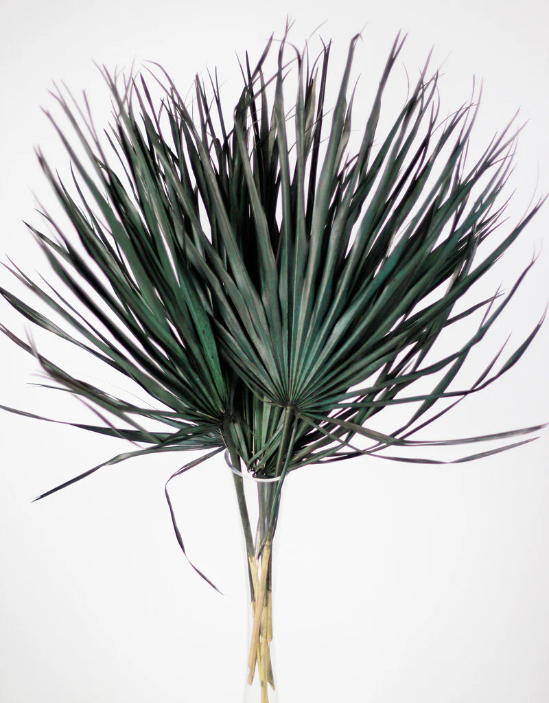 Large Dried Chamaerops Palms - Black, Green, 8 Stems, 70 cm