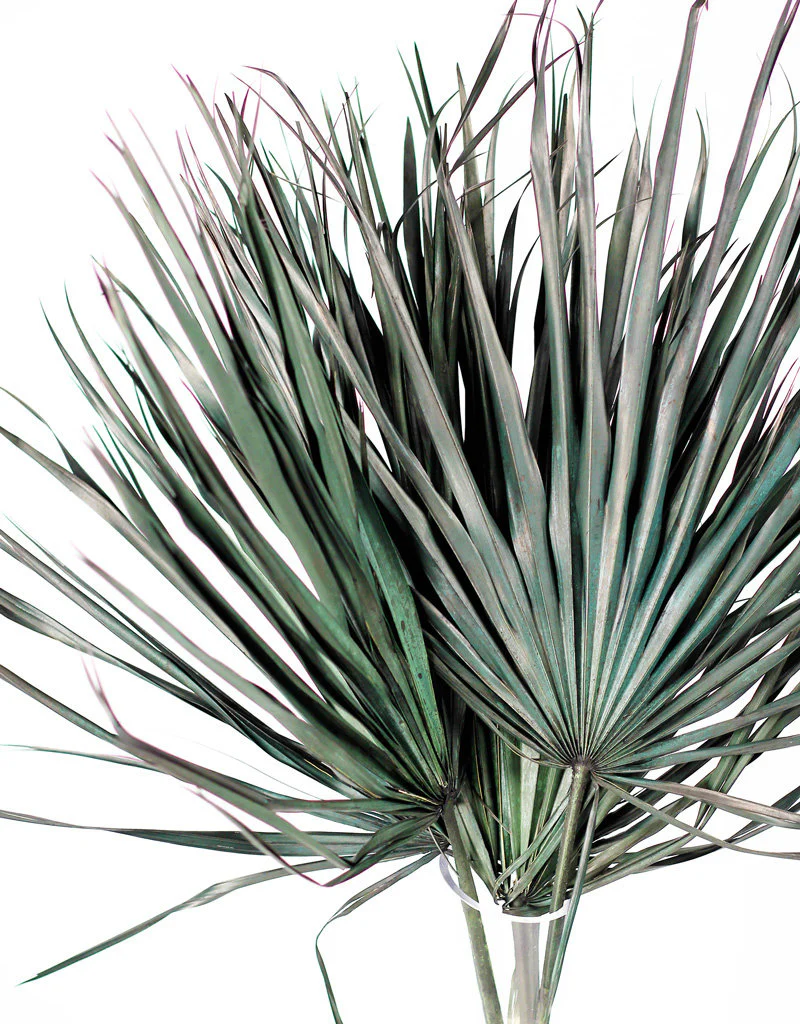 Large Dried Chamaerops Palms - Black, Green, 8 Stems, 70 cm - Image 3