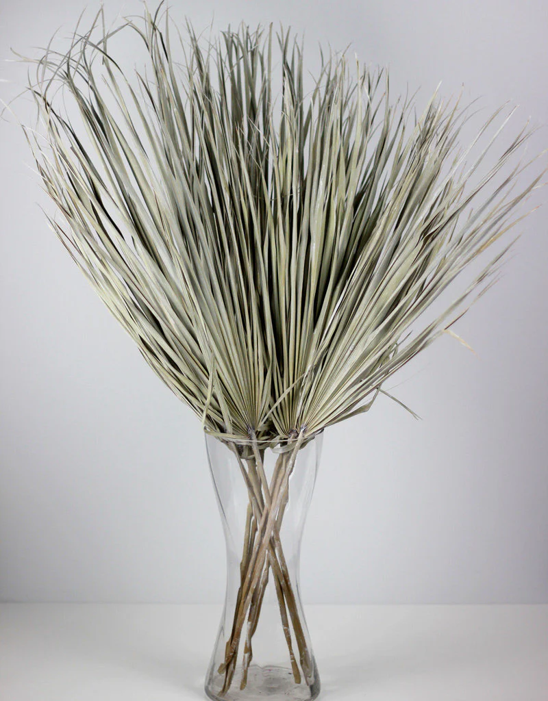 Large Dried Chamaerops Palm - Frosted White, 8 Stems, 70 cm