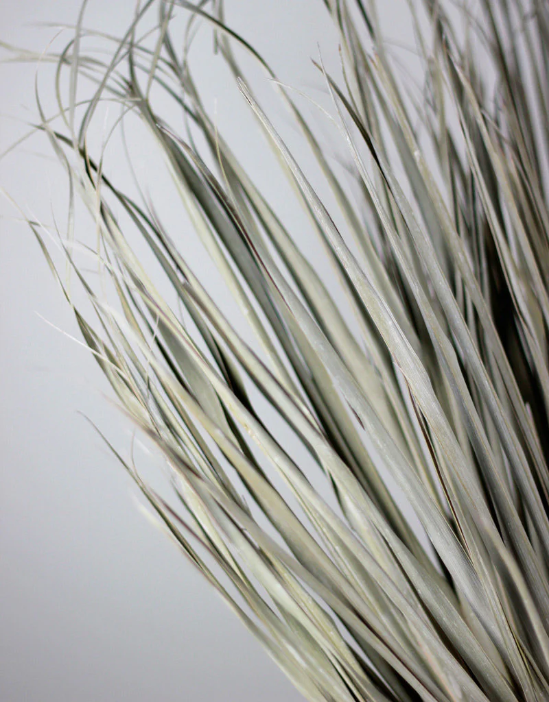 Large Dried Chamaerops Palm - Frosted White, 8 Stems, 70 cm - Image 3