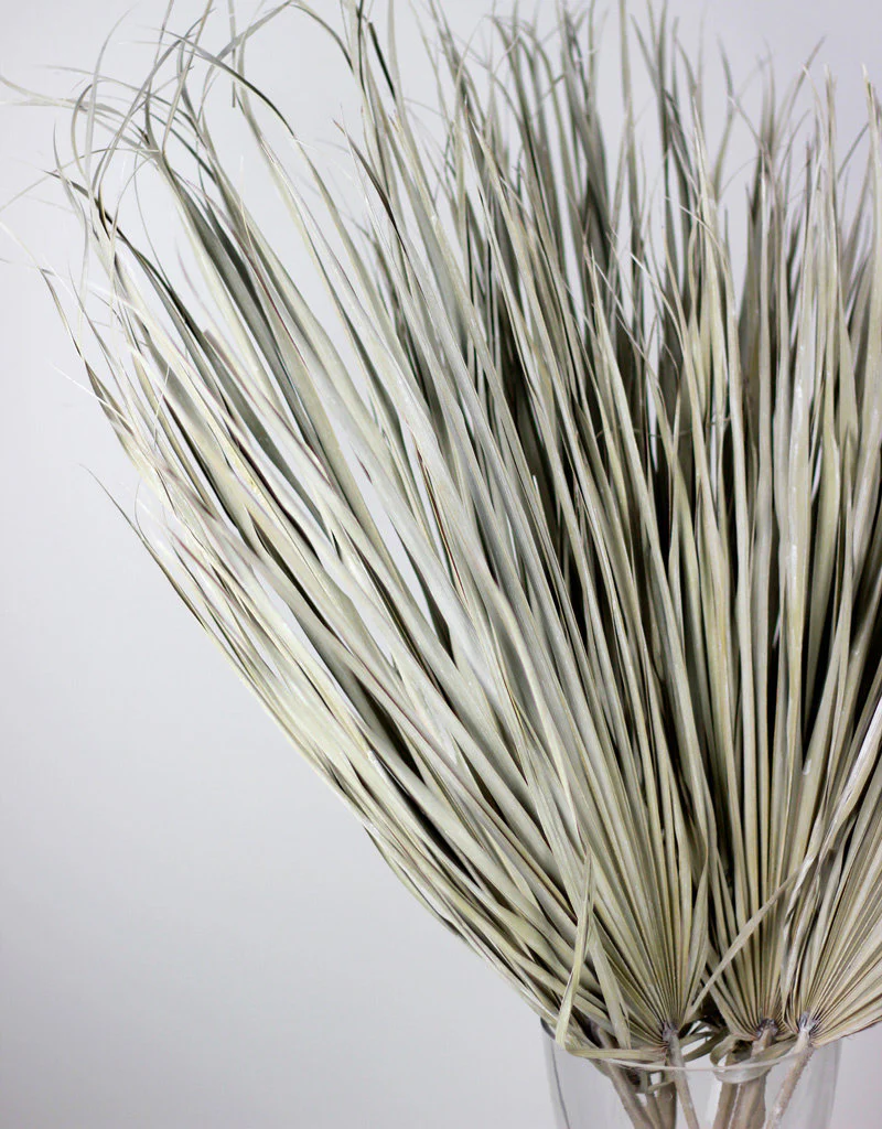 Large Dried Chamaerops Palm - Frosted White, 8 Stems, 70 cm - Image 4