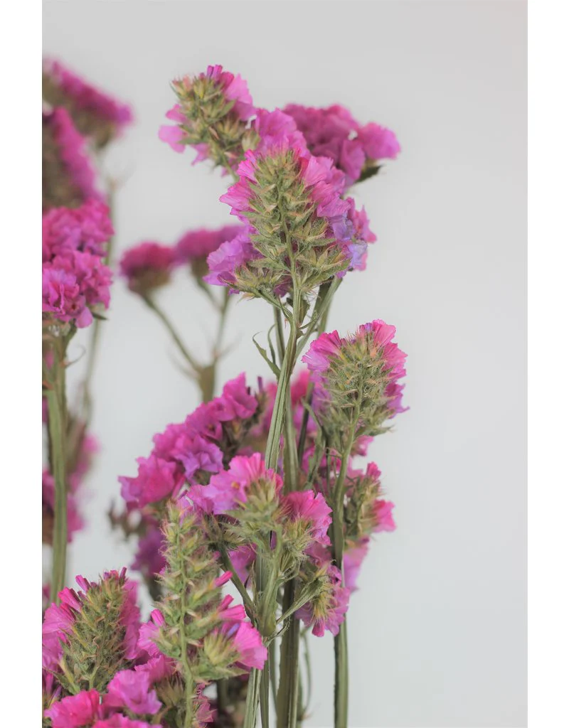 Large Dried Limonium Statice - Cerise Pink, 70 cm - Image 2