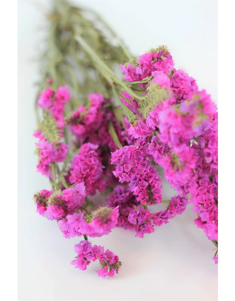 Large Dried Limonium Statice - Cerise Pink, 70 cm - Image 4