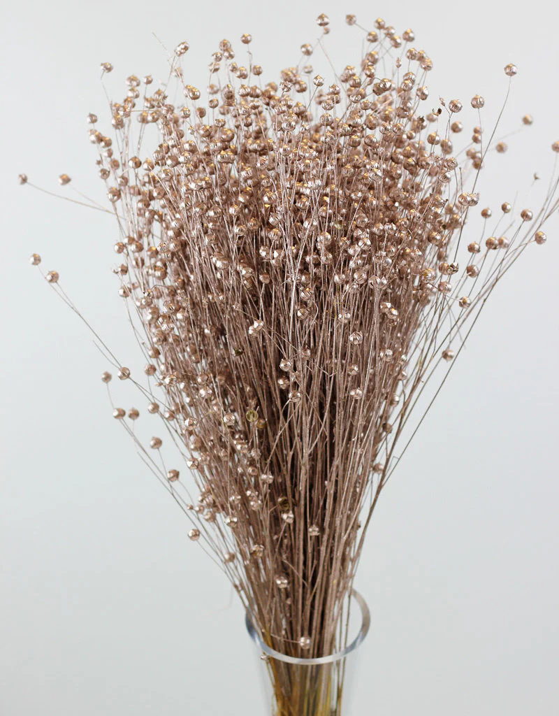 Dried Lino Vlas - Champagne Sleeved Bunch, 60 cm