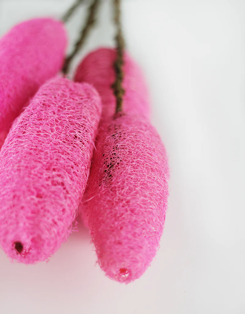 Dried Luffa (Loofah) - 5 stems, 60 cm length, Cerise Pink - Image 2