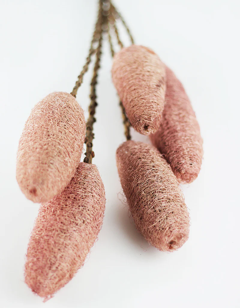 Dried Luffa (Loofah) - 5 stems, 60 cm length, Dusky Pink/ Natural