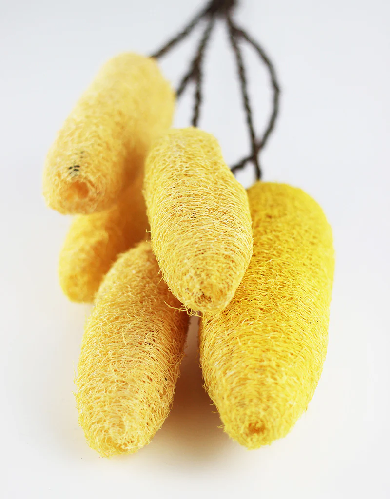 Dried Luffa (Loofah) - 5 stems, 60 cm length,  Yellow