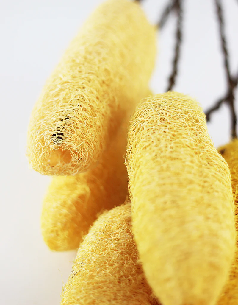 Dried Luffa (Loofah) - 5 stems, 60 cm length,  Yellow - Image 2