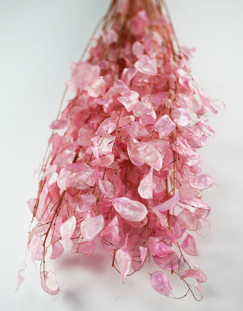 Dried Lunaria bunch - Baby Pink, 70cm