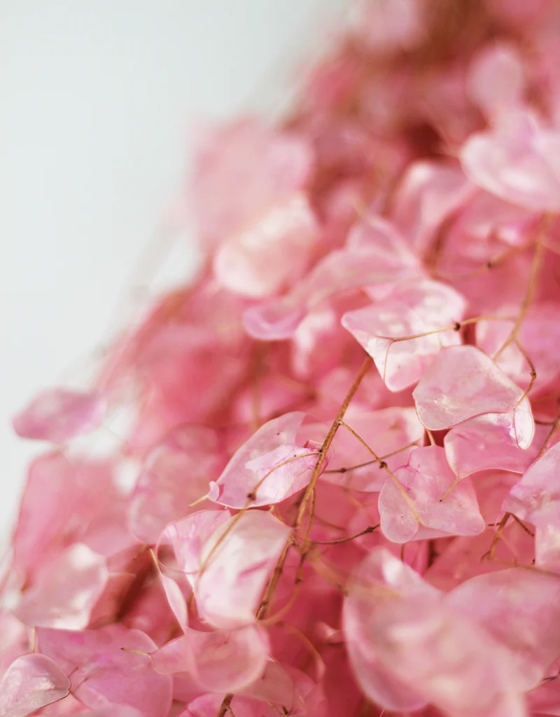 Dried Lunaria bunch - Baby Pink, 70cm - Image 3