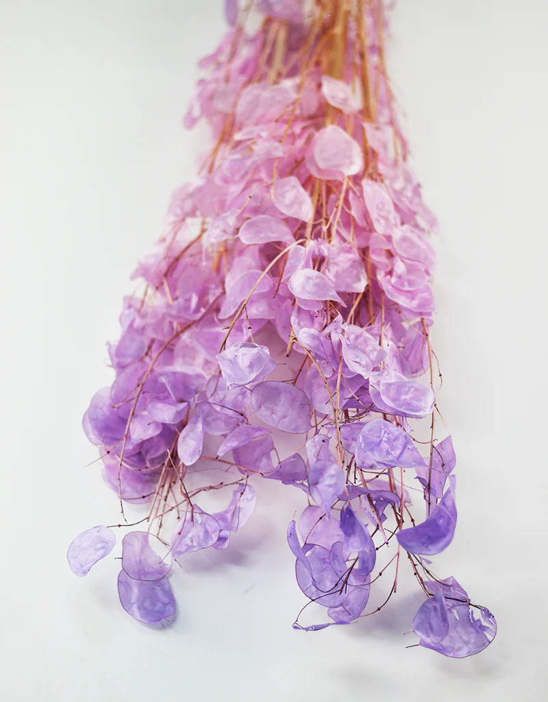 Dried Lunaria bunch - Purple Ombre, 70cm