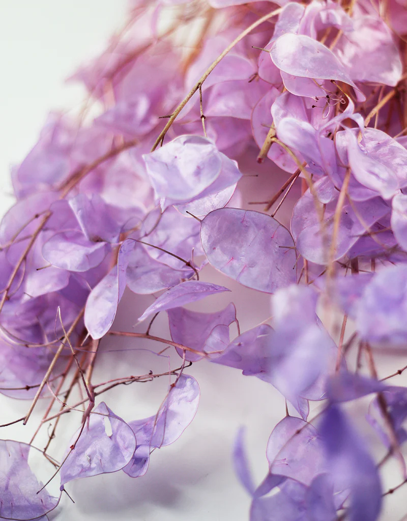Dried Lunaria bunch - Purple Ombre, 70cm - Image 2