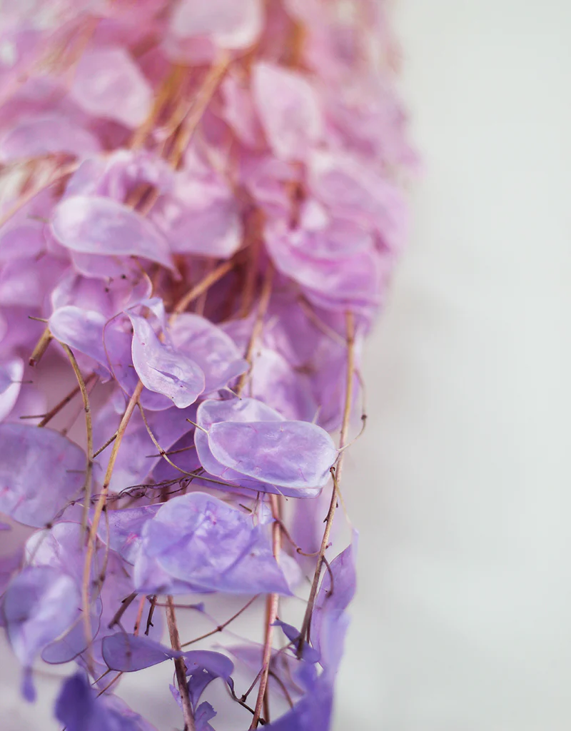 Dried Lunaria bunch - Purple Ombre, 70cm - Image 3