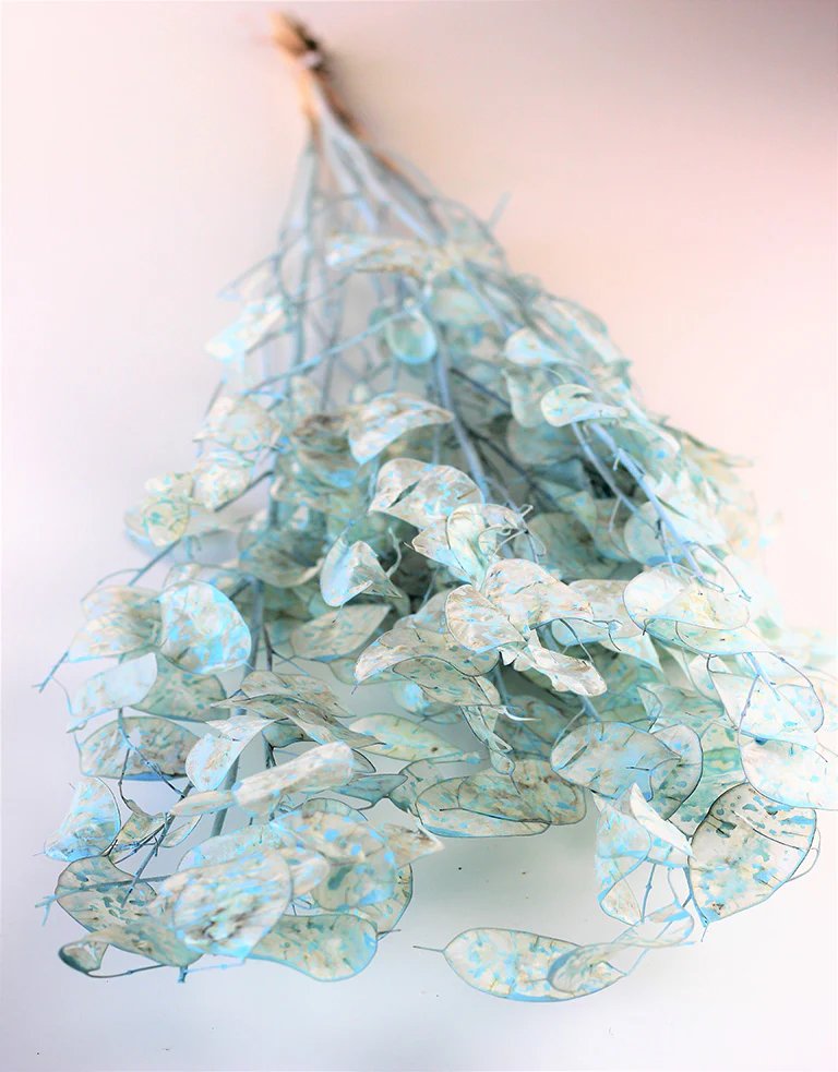 Dried Lunaria - Painted Blue Bunch, 70 cm