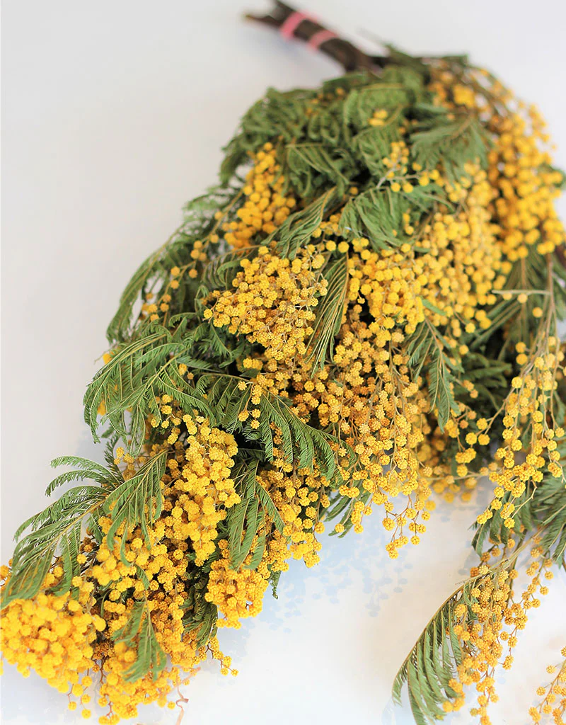 Dried Mimosa Flowers - Natural Yellow Bunch, 60 cm XL (Acacia Dealbata) 200g