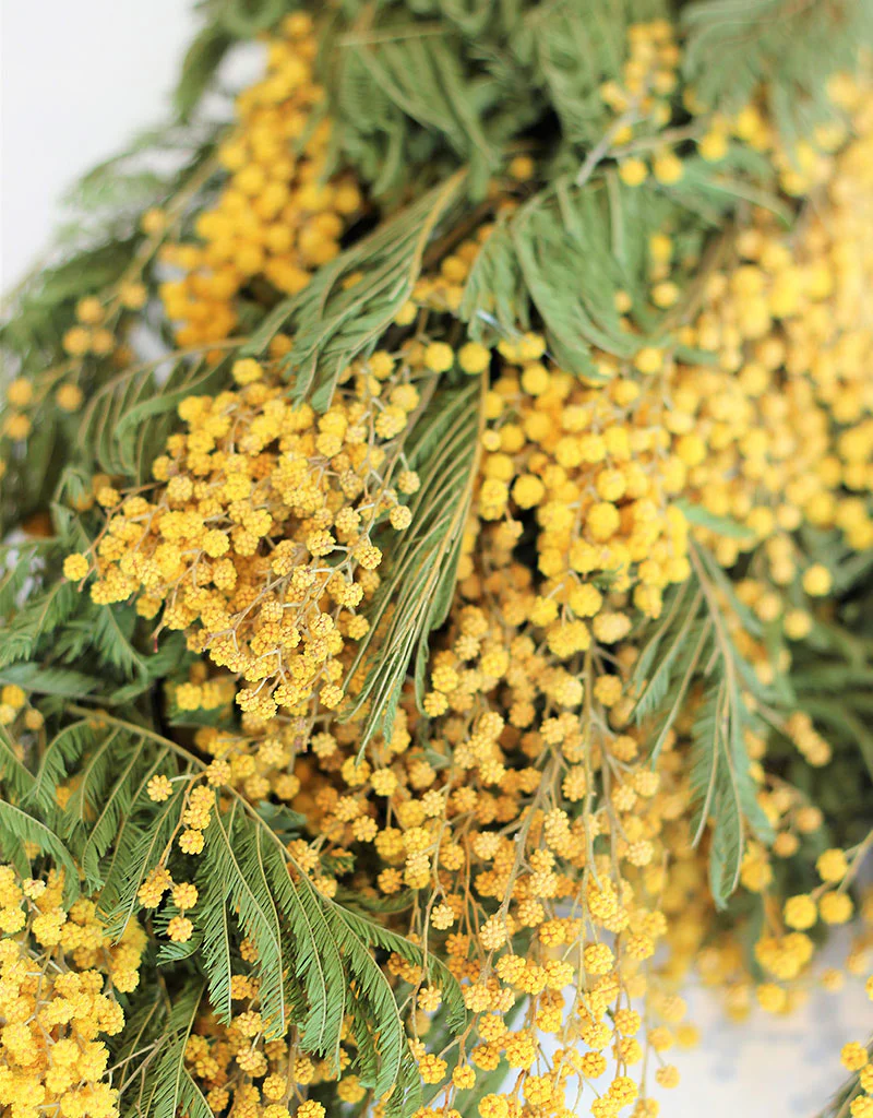 Dried Mimosa Flowers - Natural Yellow Bunch, 60 cm XL (Acacia Dealbata) 200g - Image 3