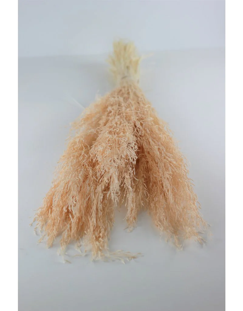 Dried Munni Grass - Soft Peach Bunch, 60 cm