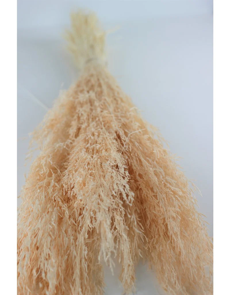 Dried Munni Grass - Soft Peach Bunch, 60 cm - Image 2