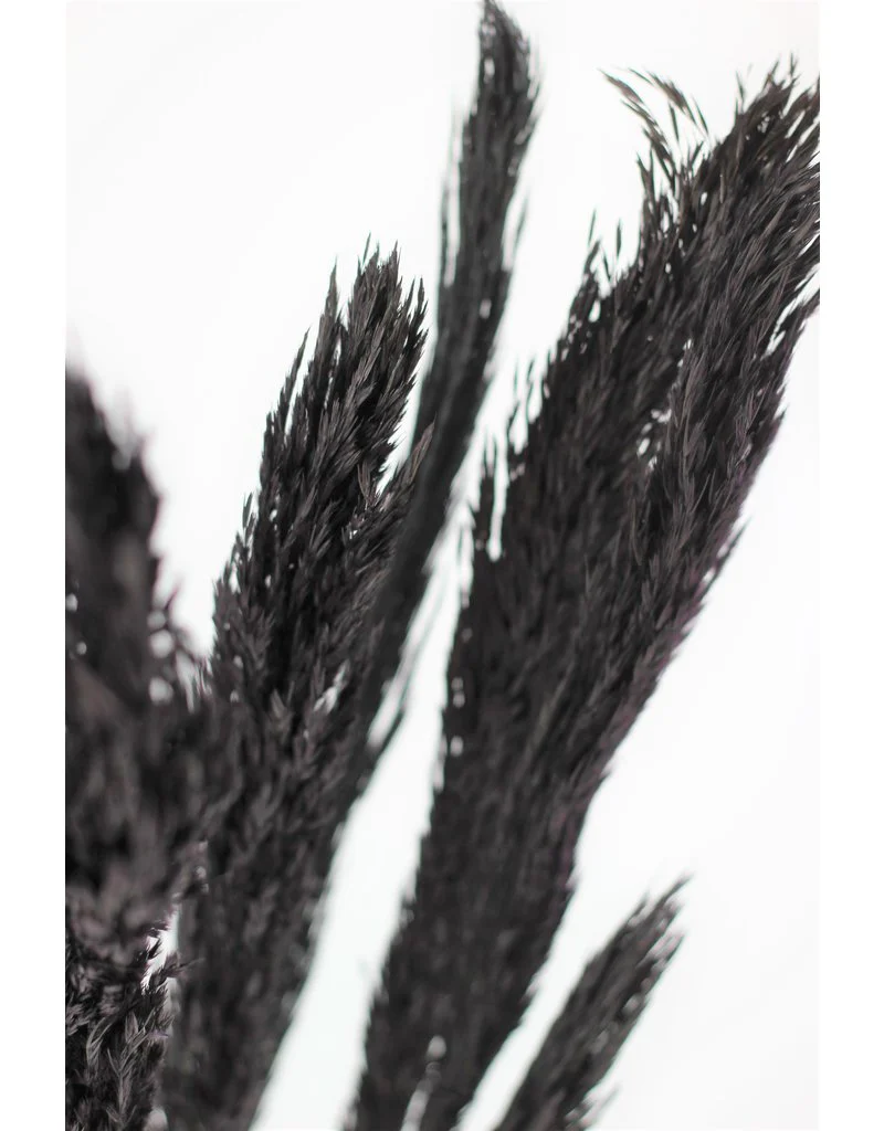 Dried Nanal Grass - Black Bunch, 10 Stems, 70 cm - Image 2