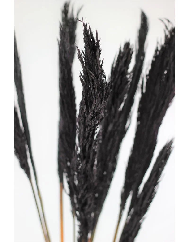 Dried Nanal Grass - Black Bunch, 10 Stems, 70 cm - Image 3