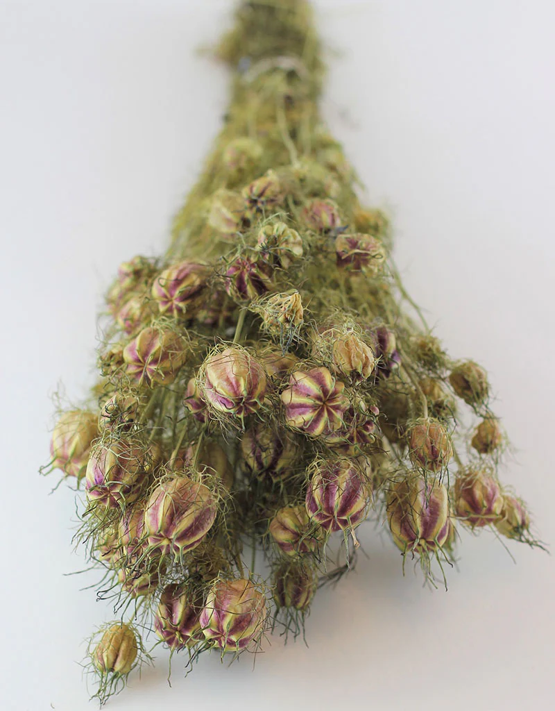 Dried Nigella - Natural Bunch, 60 cm