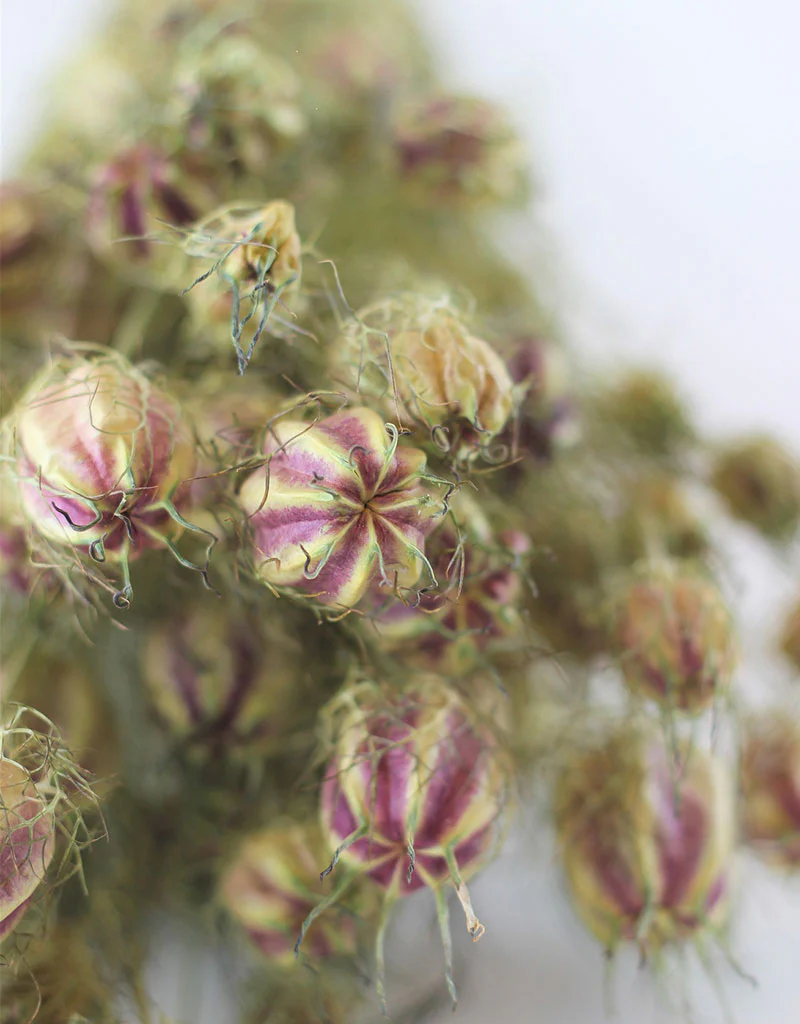 Dried Nigella - Natural Bunch, 60 cm - Image 3
