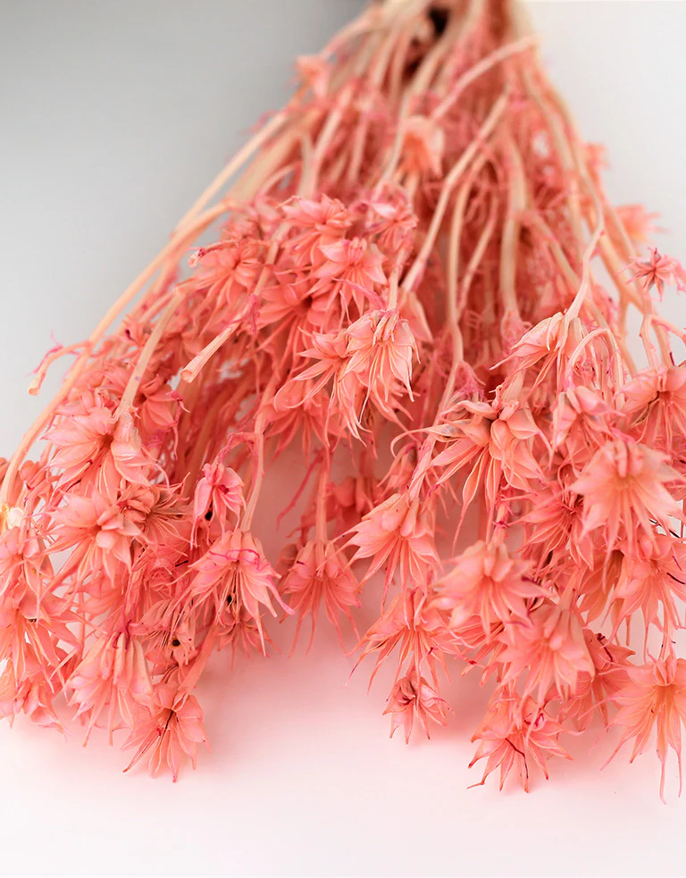 Dried Nigella Orientalis - Baby Pink Bunch, 60 cm