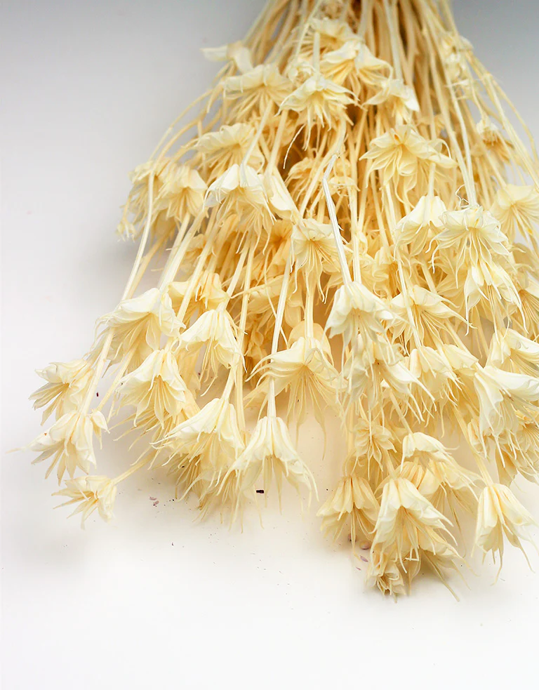 Dried Nigella Orientalis - Bleached Bunch, 50 cm