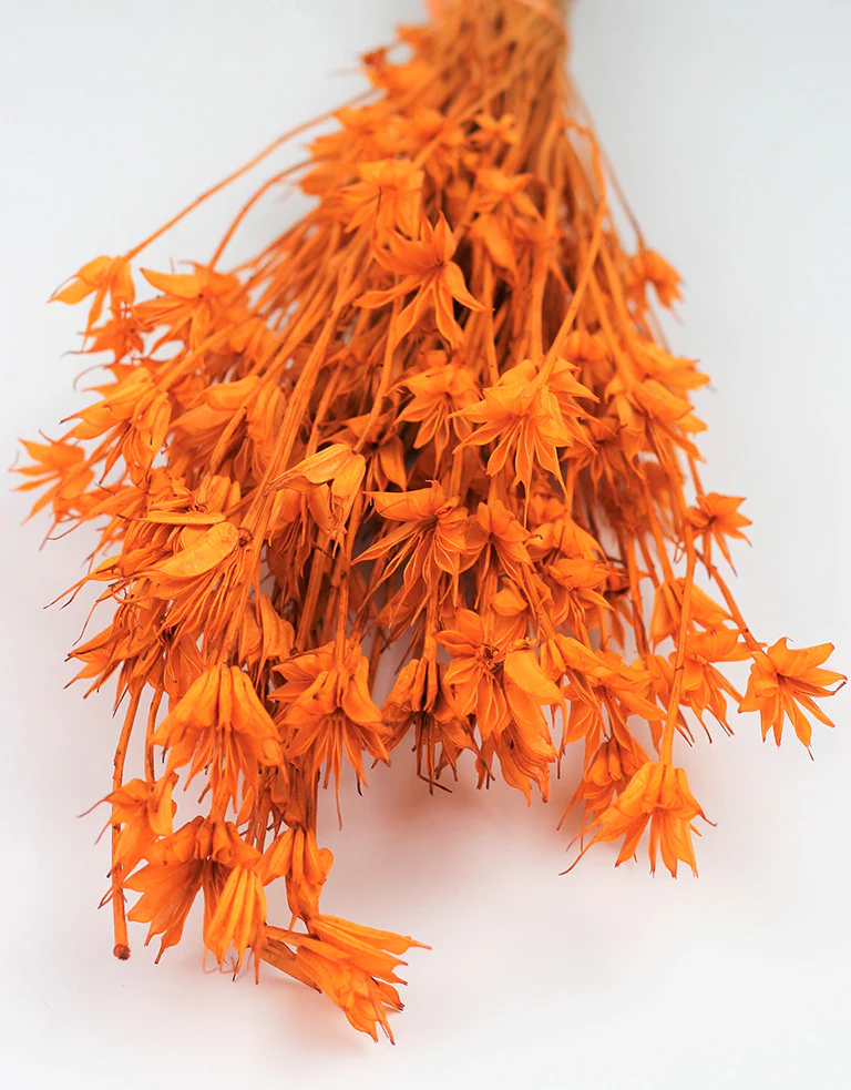 Dried Nigella Orientalis - Orange Bunch, 45 cm