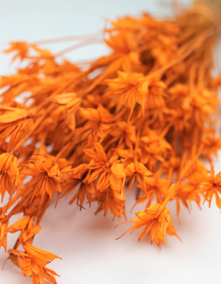 Dried Nigella Orientalis - Orange Bunch, 45 cm - Image 3