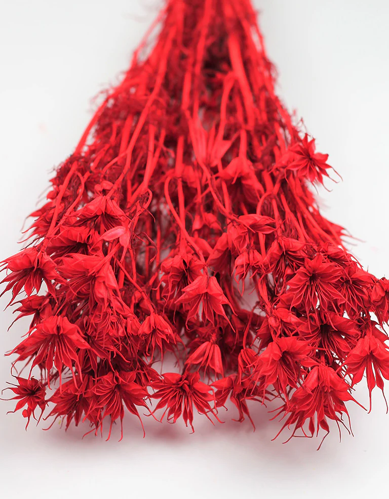 Dried Nigella Orientalis - Red Bunch, 50 cm
