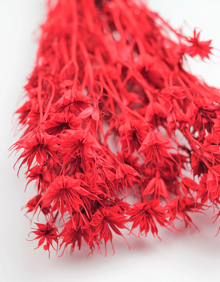 Dried Nigella Orientalis - Red Bunch, 50 cm - Image 2