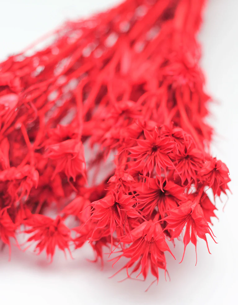 Dried Nigella Orientalis - Red Bunch, 50 cm - Image 3