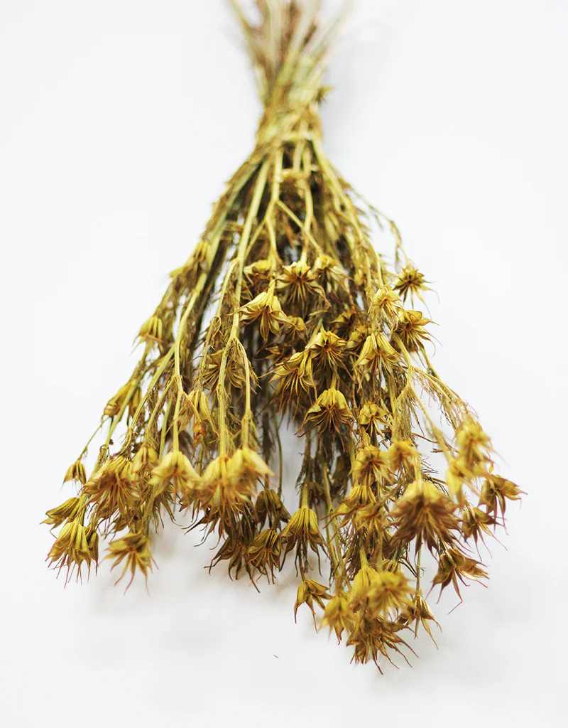 Dried Nigella Orientalis - Mustard Yellow Flowers Bunch, 60 cm