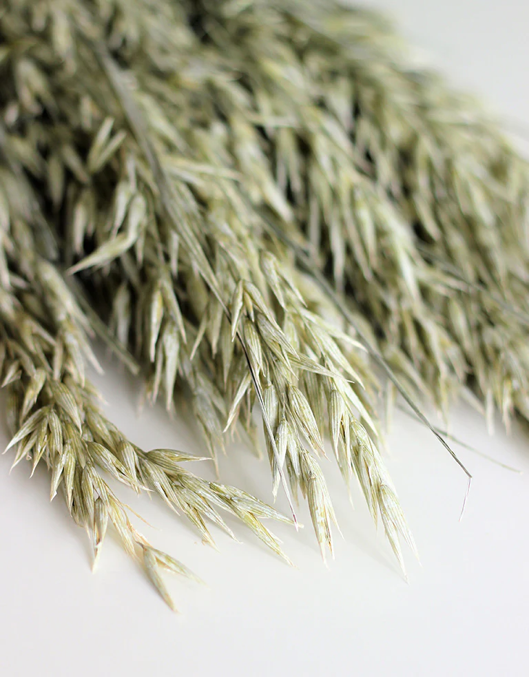 Dried Oat Avena- Frosted White Bunch, 100 grams, 70 cm - Image 2