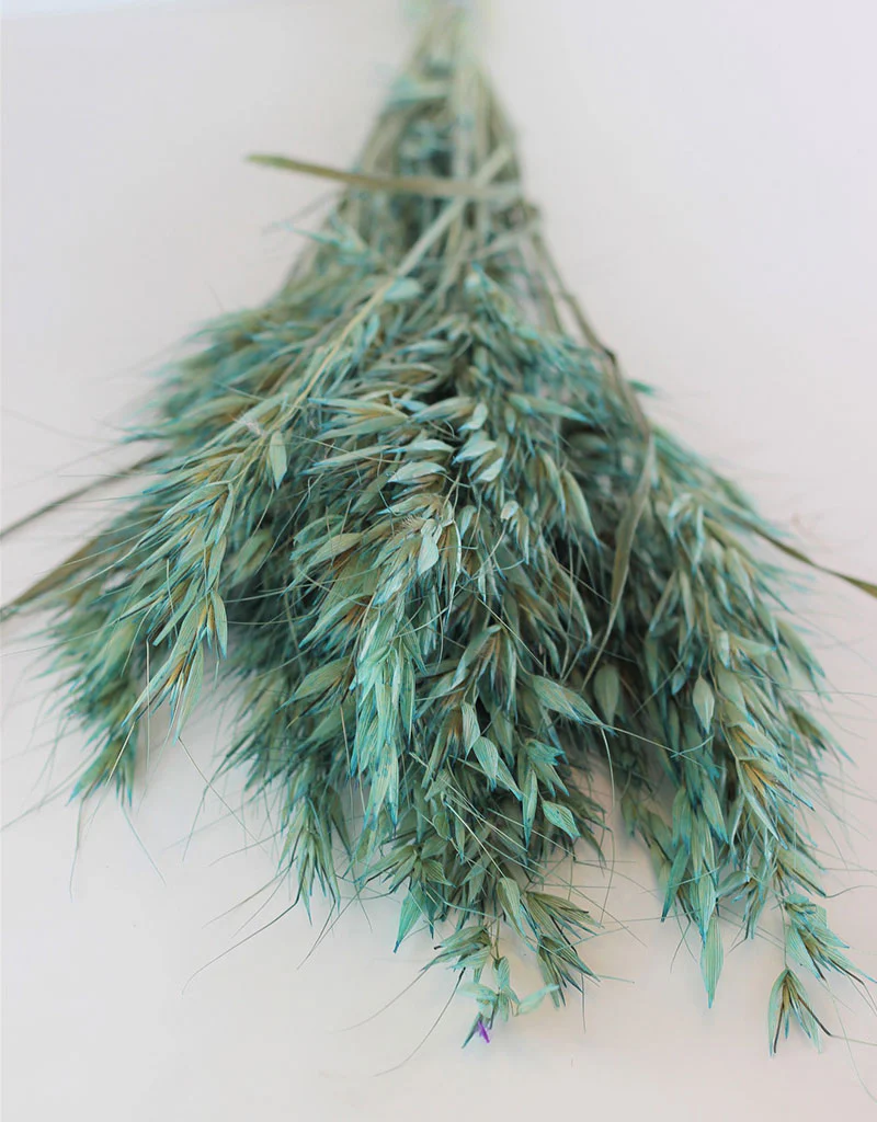 Dried Oat Avena - Ocean Blue Bunch, 100 grams, 70 cm
