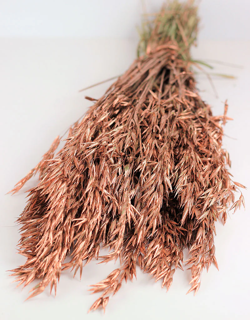 Dried Oat Avena- Copper Bunch,100 grams, 70 cm