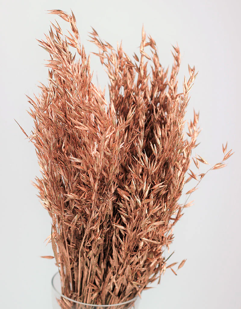 Dried Oat Avena- Copper Bunch,100 grams, 70 cm - Image 2